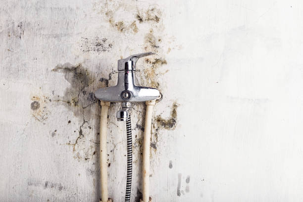 Best Black Mold Removal  in St Francisville, LA