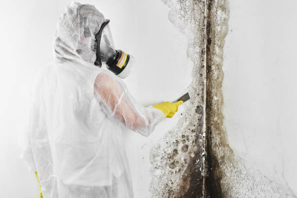 Best Residential Mold Removal  in St Francisville, LA