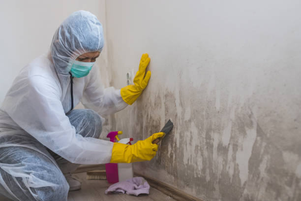 Best Local Mold Removal Service  in St Francisville, LA