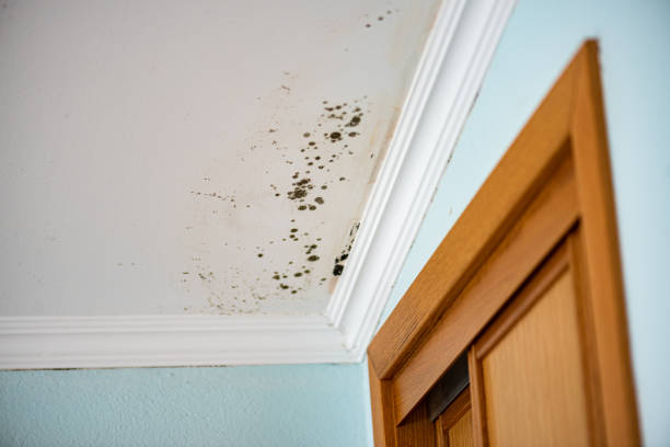 Mold Removal and Inspection in St Francisville, LA