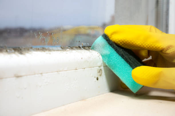 Best Toxic Mold Removal  in St Francisville, LA