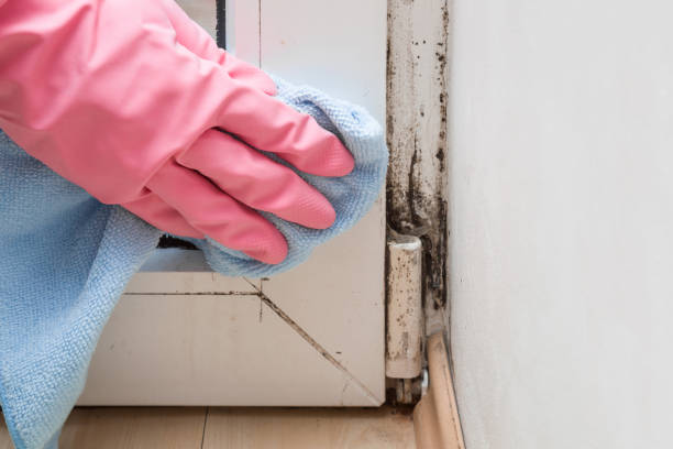 Office Mold Removal Services in St Francisville, LA
