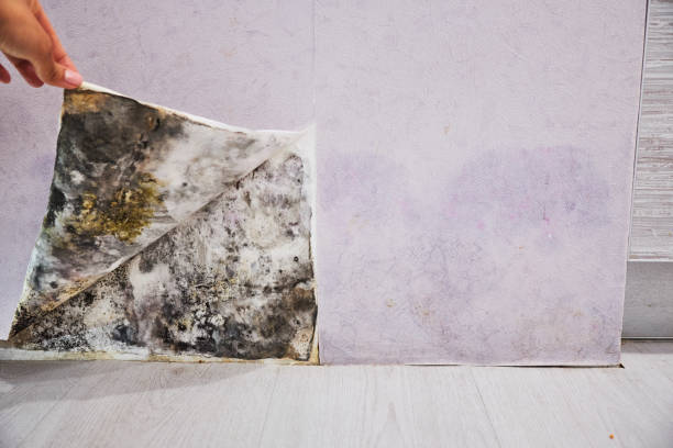 Best Mold Removal Company Near Me  in St Francisville, LA